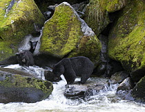 Black Bear (Ursus americanus) fishing along Anan Creek, Tongass National Forest, Alaska