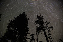 Star trails over rainforest trees, Tongass National Forest, Petersburg, Alaska
