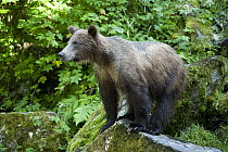 Grizzly Bear (Ursus arctos horribilis) along Anan Creek, Tongass National Forest, Alaska