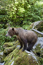 Grizzly Bear (Ursus arctos horribilis) along Anan Creek, Tongass National Forest, Alaska