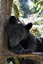 Black Bear (Ursus americanus) young male seeking refuge in tree along Anan Creek, Tongass National Forest, Alaska