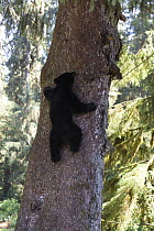 Black Bear (Ursus americanus) cub climbing tree along Anan Creek, Tongass National Forest, Alaska