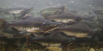 Pink Salmon (Oncorhynchus gorbuscha) swimming during migration, Indian River, Sitka, Alaska