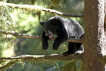 Black Bear (Ursus americanus) cub calling in tree along Anan Creek, Tongass National Forest, Alaska