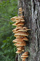 Chicken of the Woods (Laetiporus sulphureus) fungus growing on tree trunk, Tongass National Forest, Alaska