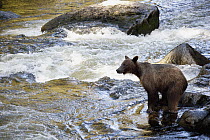 Grizzly Bear (Ursus arctos horribilis) fishing along Anan Creek, Tongass National Forest, Alaska