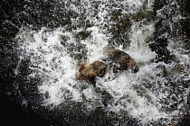 Grizzly Bear (Ursus arctos horribilis) jumping into Anan Creek, Tongass National Forest, Alaska