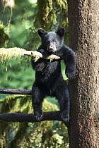 Black Bear (Ursus americanus) cub in tree along Anan Creek, Tongass National Forest, Alaska