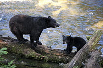 Black Bear (Ursus americanus) mother with cub along Anan Creek, Tongass National Forest, Alaska