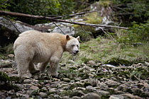 Kermode Bear (Ursus americanus kermodei), white morph called spirit bear, Canada