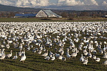 Snow Goose (Chen caerulescens) flock on Skagit River flats, Washington
