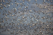 Snow Goose (Chen caerulescens) flock flying above Skagit River flats, Washington