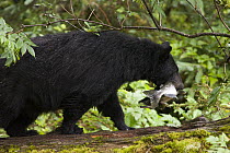 Black Bear (Ursus americanus) female with Pink Salmon (Oncorhynchus gorbuscha) prey, Anan Creek, Tongass National Forest, Alaska