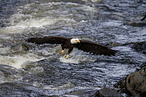 Bald Eagle (Haliaeetus leucocephalus) flying over Anan Creek, Tongass National Forest, Alaska