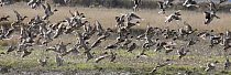 American Wigeon (Anas americana) and Northern Pintail (Anas acuta) duck mixed flock taking flight near Anacortes, Washington