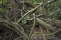 Lianas twisting through rainforest, Ghana