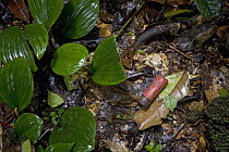 Discarded gun shell, left by an illegal poacher, Atewa Range, Ghana