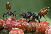 Ant (Crematogaster sp) pair tending to scale insects, Guinea