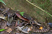 Rhinoceros Adder (Bitis nasicornis) camouflaged in leaf litter, Ghana