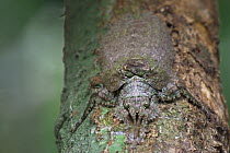 Lichen-mimicking Sylvan Katydid (Cymatomera chopardi) camouflaged on branch, Ghana