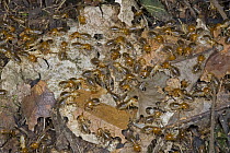 Termites collecting dry leaves on the forest floor, Ghana