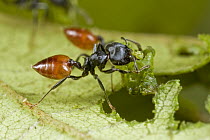 Ant (Crematogaster sp) cutting leaf, this behavior had previsouly only been observed in new world ants, Guinea