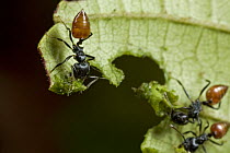 Ant (Crematogaster sp) group cutting leaf, this behavior had previsouly only been observed in new world ants, Guinea