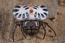 West African Button Spider (Aetrocantha falkensteini), Ghana