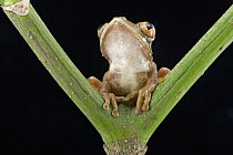 Tai Forest Treefrog (Leptopelis occidentalis) sitting in crook of stem, Ghana