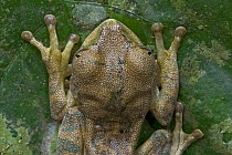 Tai Forest Treefrog (Leptopelis occidentalis), Ghana