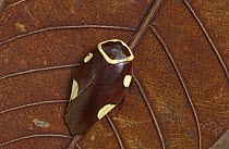Cockroach (Blattodea sp.) on leaf, Guinea