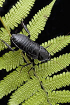 Cockroach (Eurycotis sp) on fern, Costa Rica