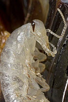 Ball Cockroach (Perisphaerus sp) nymph, Papua New Guinea