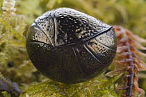 Ball Cockroach (Perisphaerus sp) rolled up in defensive posture, Papua New Guinea. Sequence 1 of 4