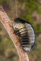 Ball Cockroach (Perisphaerus sp) climbing up twig, Papua New Guinea