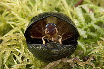 Ball Cockroach (Perisphaerus sp) emerging from rolled up defensive posture, Papua New Guinea. Sequence 3 of 4