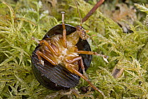 Ball Cockroach (Perisphaerus sp) emerging from rolled up defensive posture, Papua New Guinea. Sequence 4 of 4