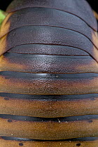 Cape Mountain Cockroach (Aptera fusca) female abdomen, South Africa