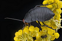 Cockroach (Deropeltis erythrocephala) female, South Africa