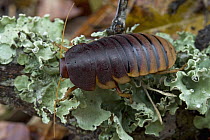 Cape Mountain Cockroach (Aptera fusca) female, South Africa