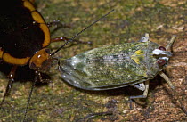 Cockroach (Eurycotis sp) collecting honeydew from Lantern Bug (Enchophora rosacea), Costa Rica