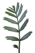 Ferocious Blue Cycad (Encephalartos horridus) leaf, South Africa