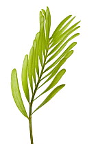 Florida Cycad (Zamia integrifolia) leaf, Florida