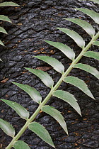Cycad (Cycas sp) new leaf with burned trunk after fire, South Africa