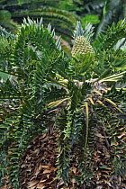 Cycad (Cycas sp) immature female cone, South Africa