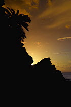 Sago Cycad (Cycas revoluta) on karst rock formations, Hedo, Okinawa, Japan