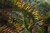 Cycad (Cycas sp) leaves with defensive spikes, South Africa