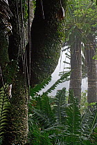 Modjadji Cycad (Encephalartos transvenosus) forest, South Africa