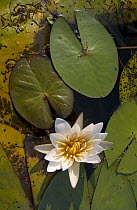 Water Lily (Nymphaea sp) flower and pads, Botswana
