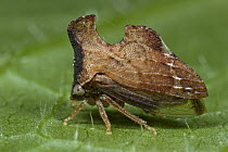 Treehopper (Entylia bactriana), Estabrook Woods, Massachusetts